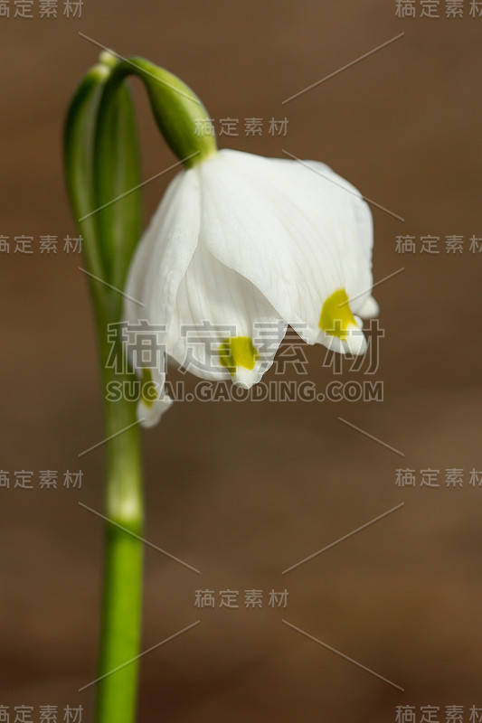 春季雪花，石蒜科多年生球茎开花植物，单朵白色花，花被片顶端有黄色或绿色标记。天门冬、石蒜科、石蒜科