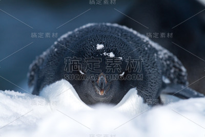 躺在雪地里的阿德利企鹅的肖像