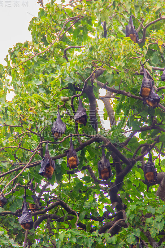 在泰国曼谷的Wat Po，泰国差春骚，用泰语说的Lyle's flying fox, Pteropu