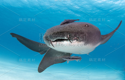 浮动的护士鲨