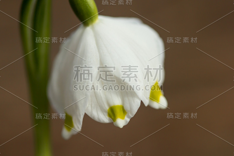 春季雪花，石蒜科多年生球茎开花植物，单朵白色花，花被片顶端有黄色或绿色标记。天门冬、石蒜科、石蒜科