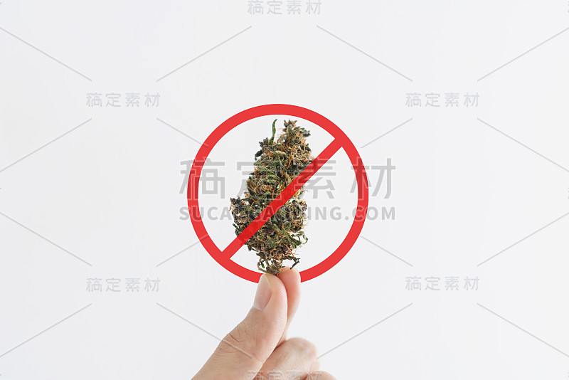 手握医用大麻花蕾，白色背景孤立