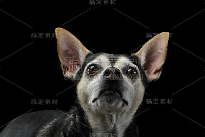 一个可爱的杂种狗的肖像
