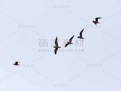 天空中有一群鸟