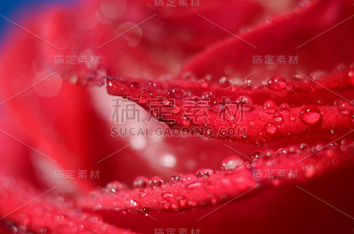红玫瑰花蕾配蓝