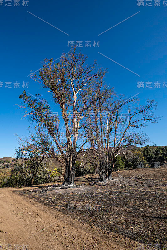 2019年10月Pepperwood保护区火灾后;圣罗莎;加利福尼亚州索诺玛县