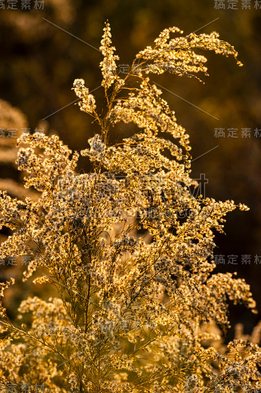 海燕麦Seedhead