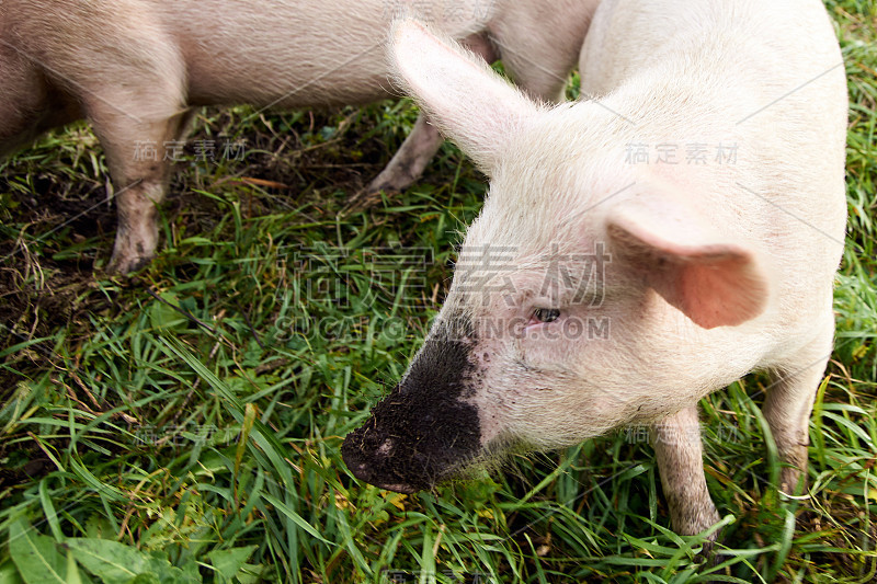 Pink pig. Dirty nose. Green grass