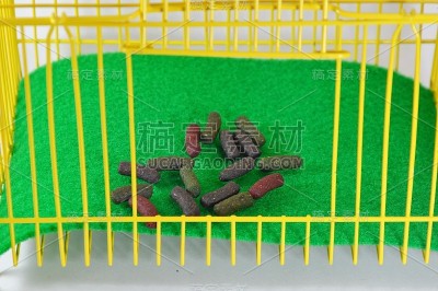 黄笼兔食