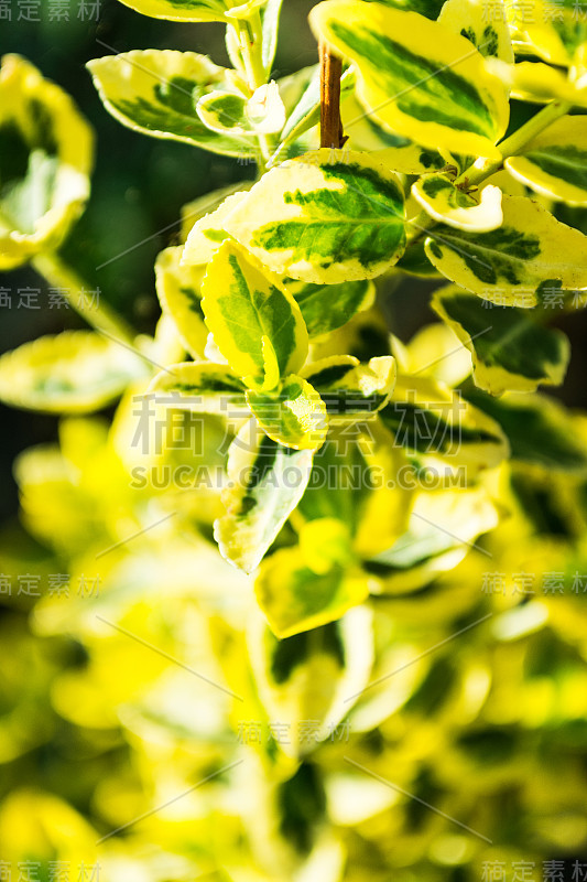 花，特写春天的花园- Stock形象