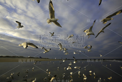 泰比岛的海鸥
