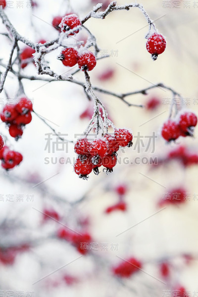 美丽明亮的花楸浆果在冬天公园覆盖在晶莹的白色结晶体霜