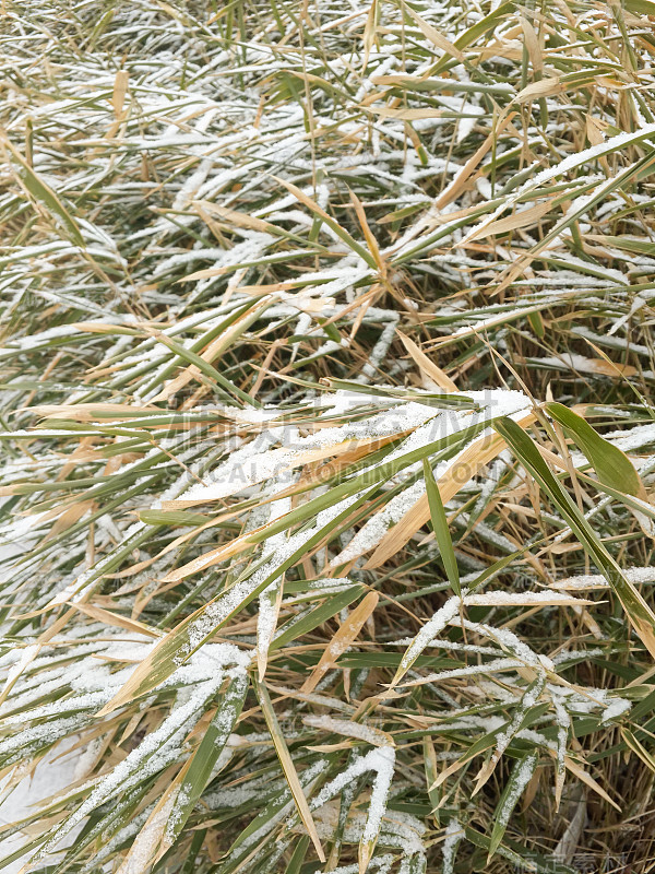 雪在竹叶的顶端