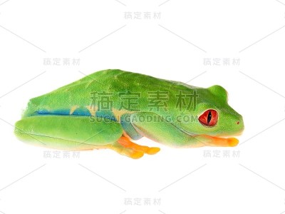 孤立于白色上的红眼树蛙
