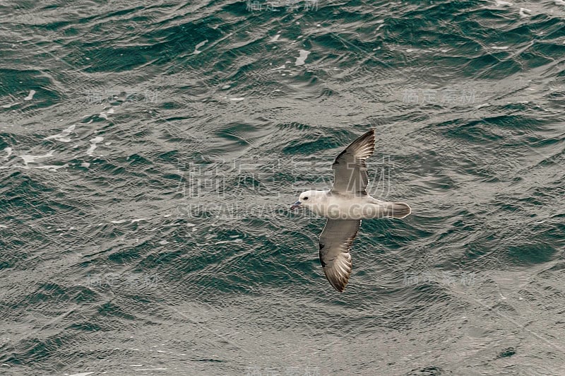 南富尔马，富尔马是南半球的一种海鸟。和北方的管鼻鹱(F. glacialis)一样，它属于管鼻鹱科管