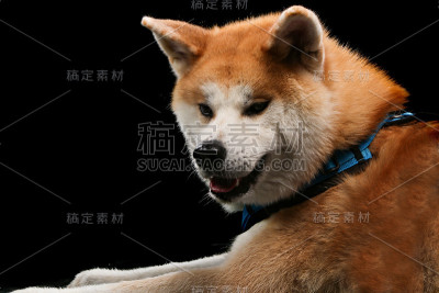 在黑色背景前的木板上的狗的肖像