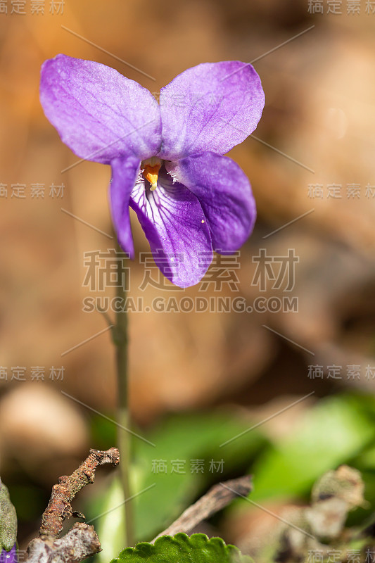 木紫罗兰(Viola odorata)或甜紫罗兰，英国紫罗兰，原产于欧洲的普通或花园紫罗兰，多年生草