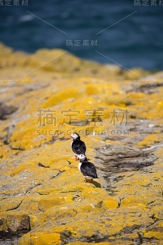 岛上的两只海鹦