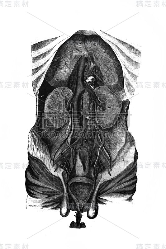 内部器官的旧书解剖图像，由N. Pirogova, 1850年，圣彼得堡