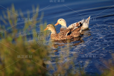 可爱的鸭子