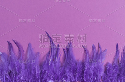 紫色纸背景上的彩色羽毛。威尼斯狂欢节和狂欢节。设计的空模板。