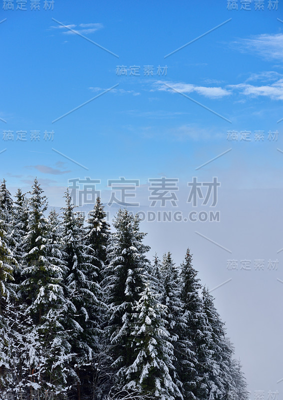 冷杉树在寒冷的冬天充满了雪的山区景观