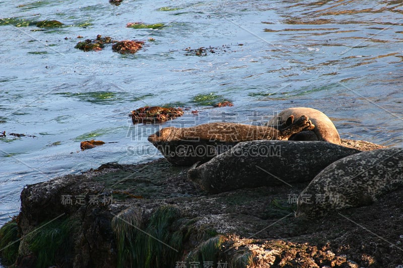 港海豹