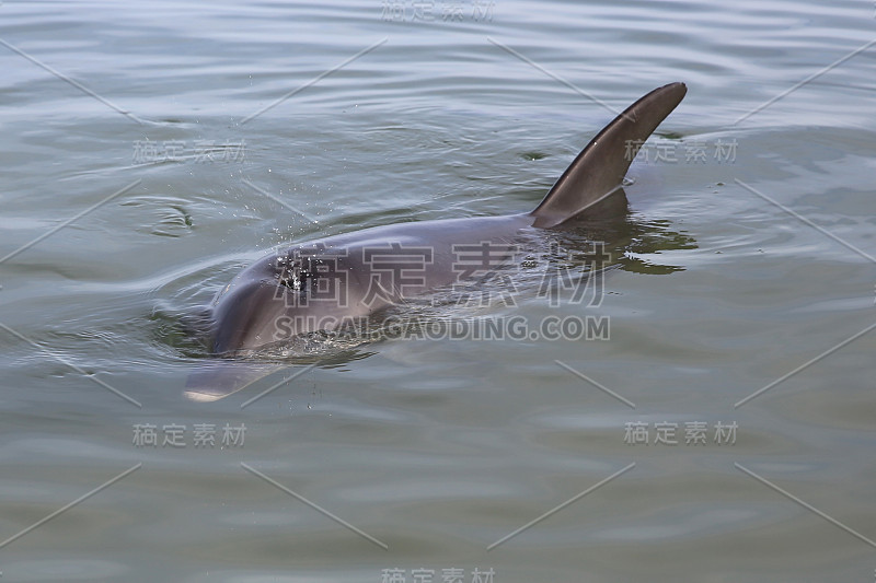 西澳大利亚海滩上的宽吻海豚(Tursiops)