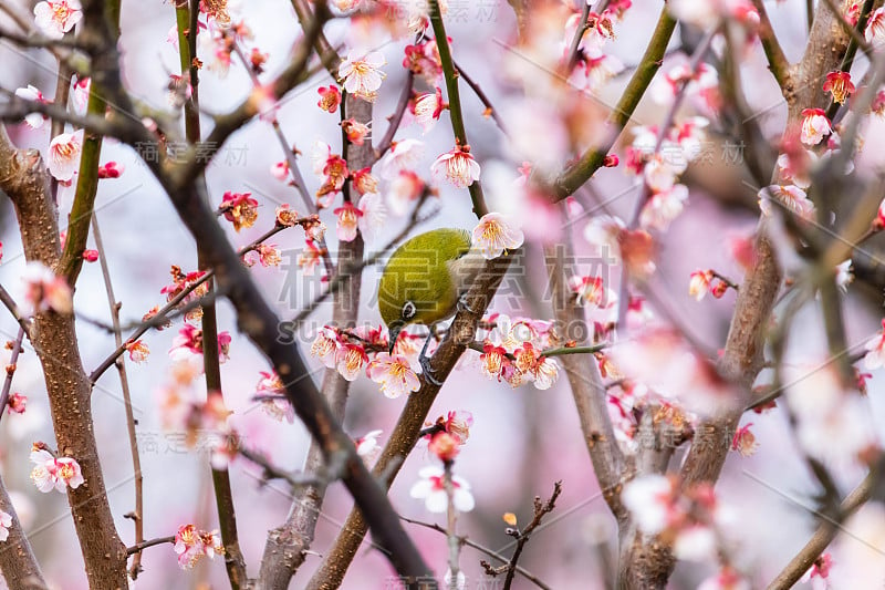 梅花白眼。日本春天的景象