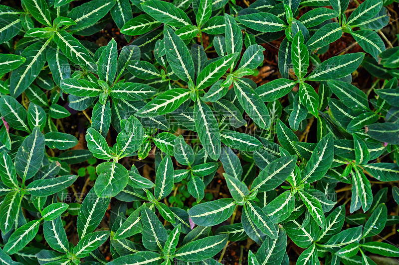 热带植物‘Ruellia Decosiana’，地面覆盖白色脉