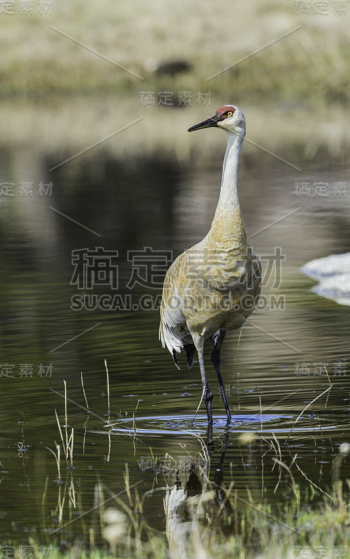 沙丘鹤;安提戈涅黄花;自然世界;自然;野生动物;本机;一天;没有人;在户外;鸟类学;白色;棕色的;红