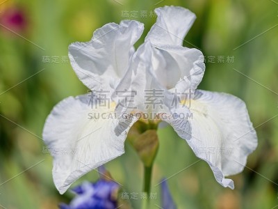 多色的虹膜