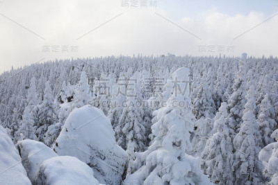 冬天的霜和雪覆盖着山坡上的冷杉树。
