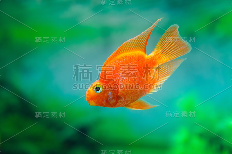 红血鹦鹉慈鲷在水族植物的绿色背景下。金鱼，有趣的橙色色彩鱼-爱好概念