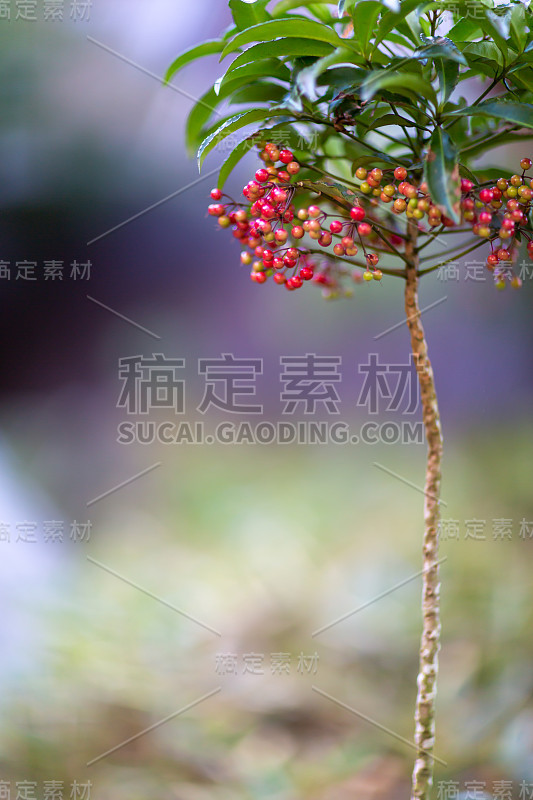 家庭Nandina