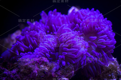水下的紫色海葵