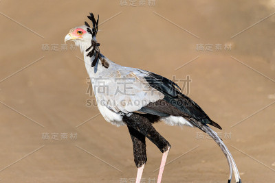 秘书鸟的肖像(人马座蛇形)