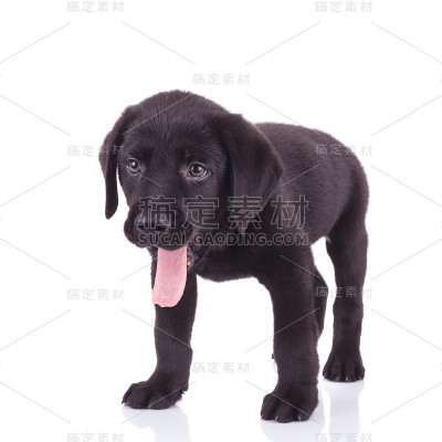 快乐的拉布拉多猎犬伸出舌头