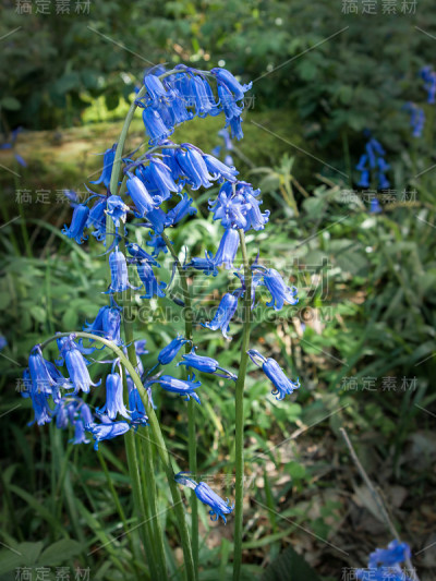 蓝铃花