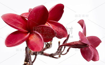 鸡蛋花孤立的背景白色