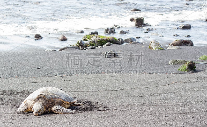 夏威夷大岛黑色海滩上的绿海龟