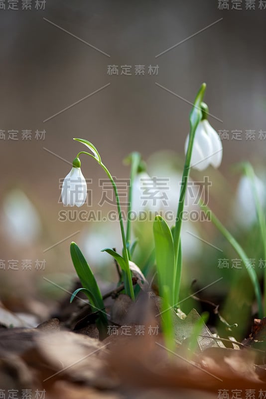 雪莲花盛开在阳光明媚的春天的特写-选择性的焦点，复制空间