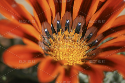 心中的花