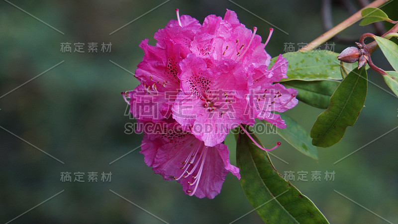 马德拉- Funchal - Jardim Botanico da Madeira -巨大的紫罗兰盛