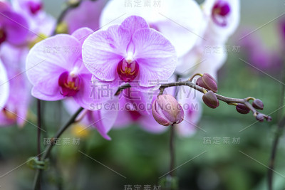 蝴蝶兰在春天绽放，点缀着大自然的美丽。