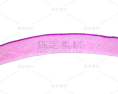 眼睛的角膜。低放大倍数显微照片