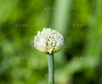 花园里开花的洋葱。芽的洋葱。