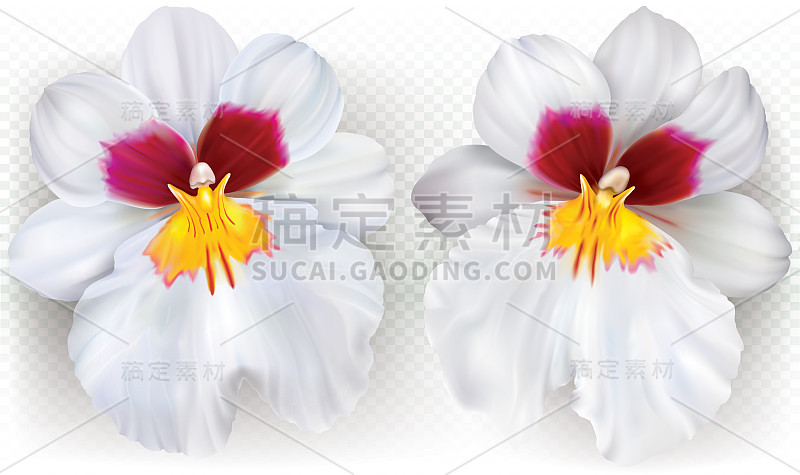 金针菇上开白花