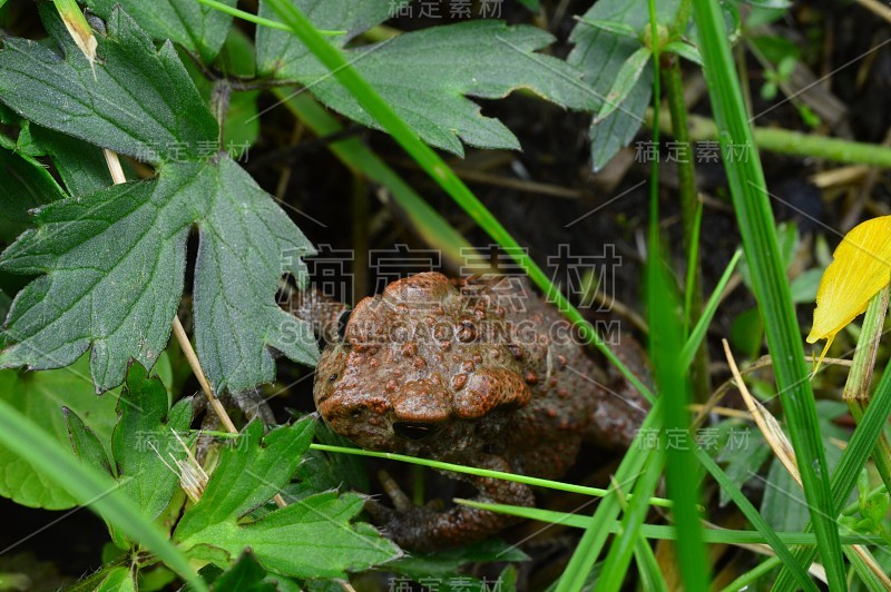 清晨的癞蛤蟆藏在夏天的绿草里