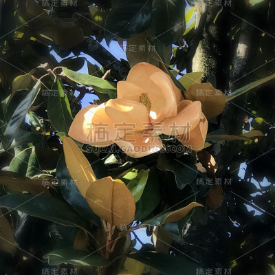 花14